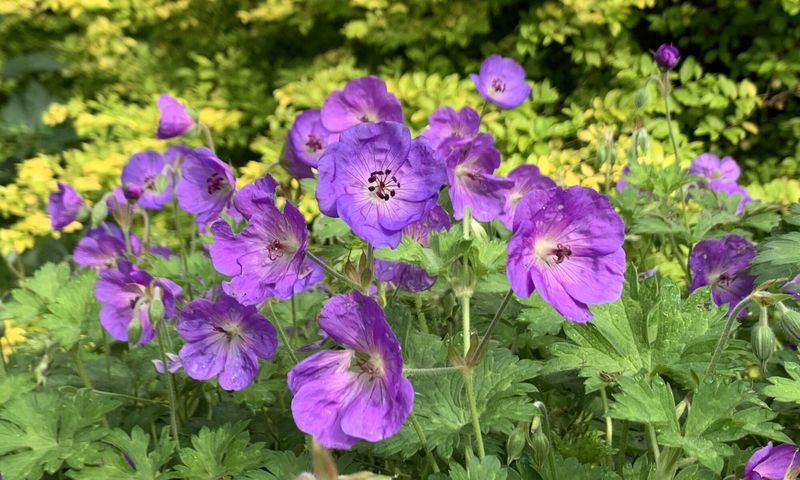 Wild Geranium Adds Gentle Color In Woodland Shade