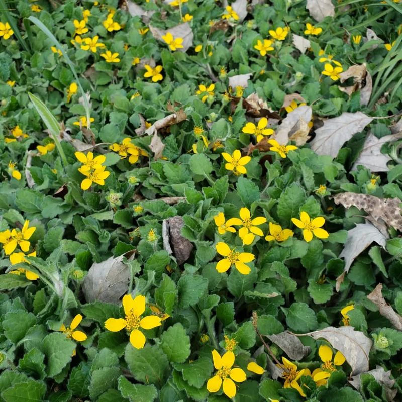 Green And Gold Forms A Tough Native Groundcover For Shade