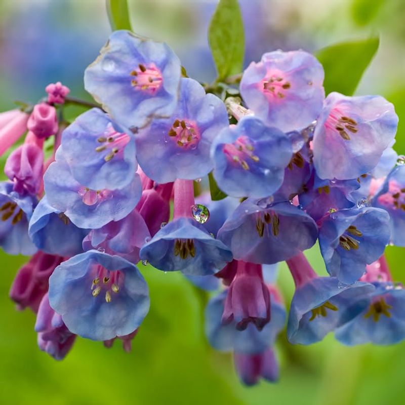 Virginia Bluebells Welcome Early Spring