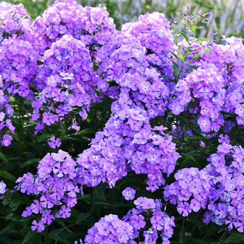 Woodland Phlox Spreads Low With Early Lavender Hues