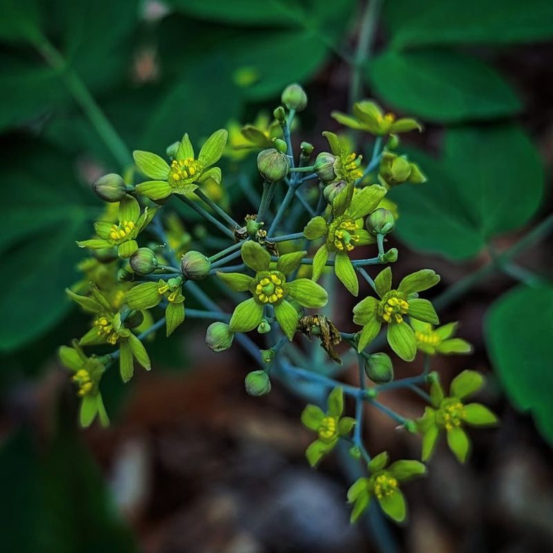 Blue Cohosh Breaks Dormancy Ahead Of Most Spring Perennials