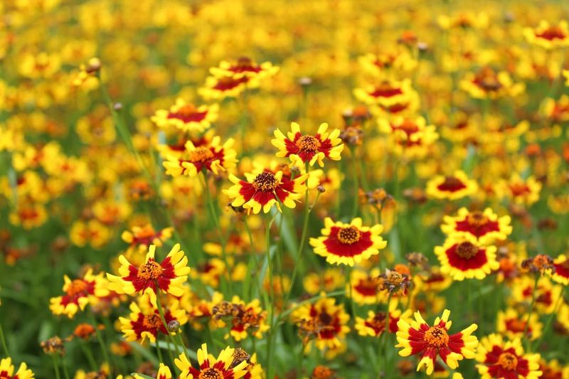 Coreopsis Adds Long Lasting Blooms To Sunny Gardens
