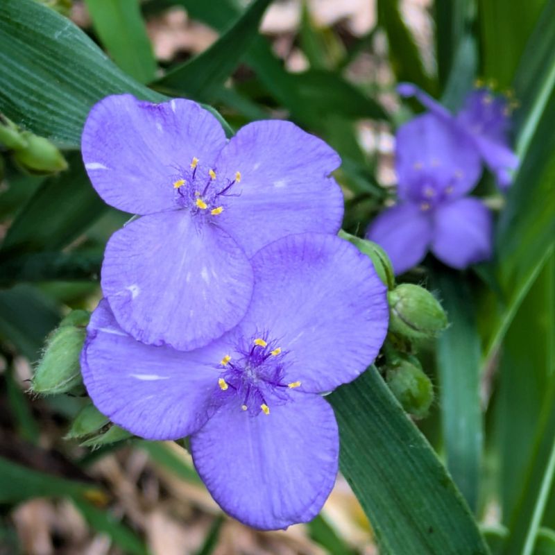 Spiderwort Blooms Again And Again