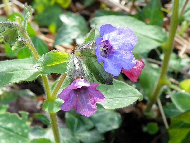 Lungwort (Pulmonaria spp.)
