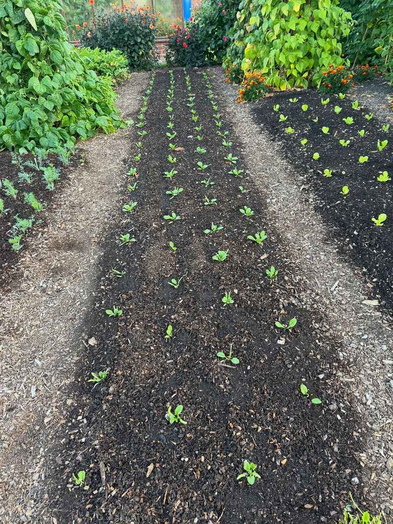 Use The Waxing Moon For Above-Ground Crops