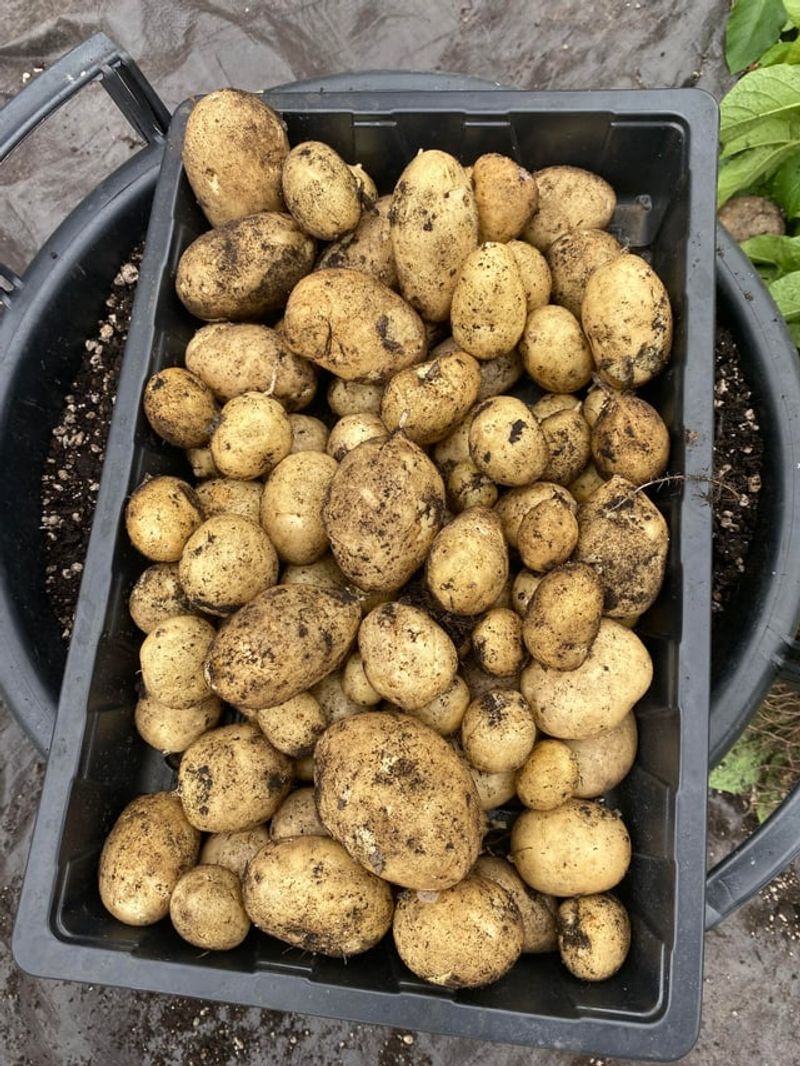 Timing Your Harvest For New Potatoes Or Full Storage Crops