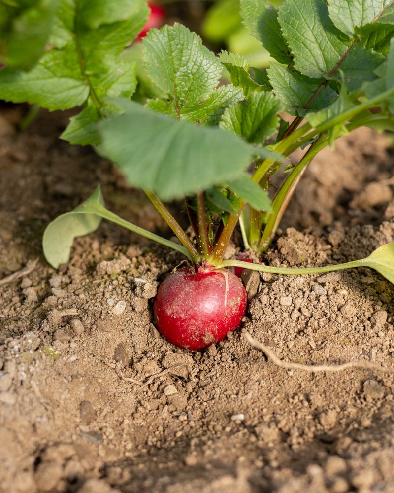 Choose Beginner Friendly Crops That Grow Reliably