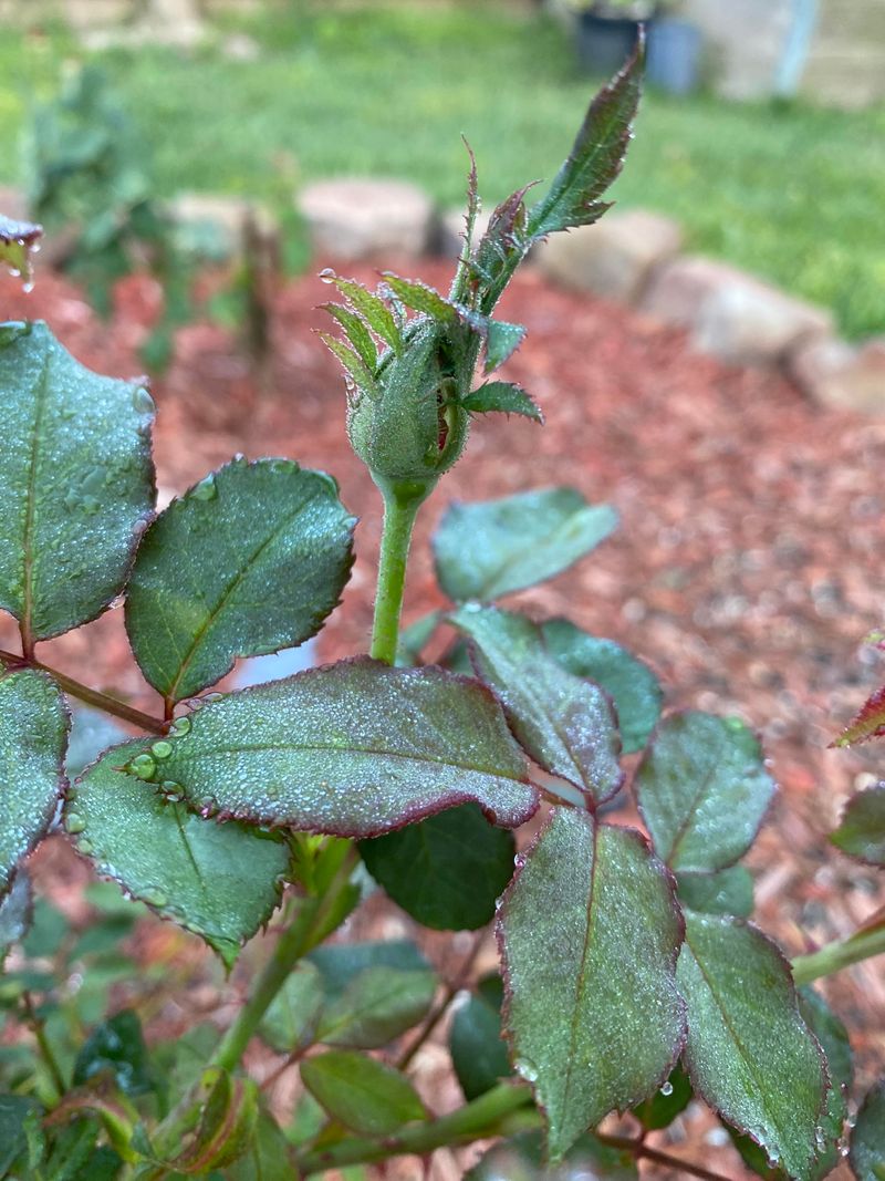 The Sign Pruning Season Is Over