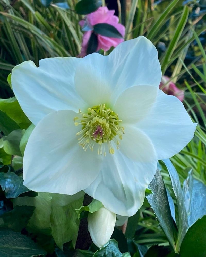 Hellebores (Helleborus Spp.)