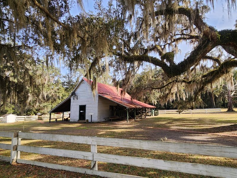 Hofwyl-Broadfield Plantation State Historic Site Covered In Mature Oaks