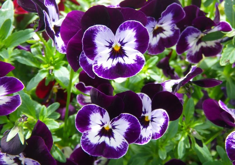 Pansies And Violas Holding Strong Through Late Winter