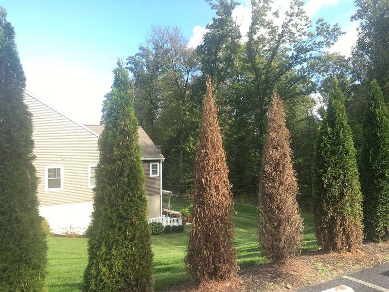 Arborvitae 'Emerald Green' Because Of Winter Browning