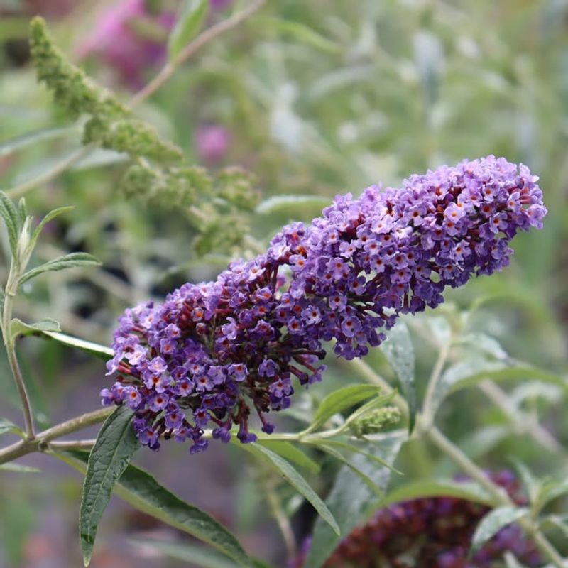 Butterfly Bush (Buddleja Davidii)