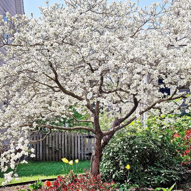 Dogwood Trees Should Not Be Pruned In Early Spring