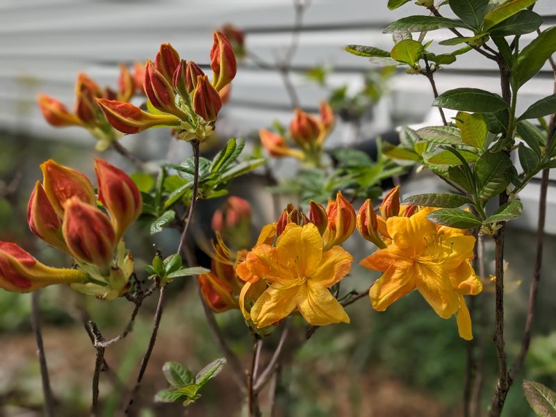 Azaleas And Rhododendrons Bloom On Old Wood