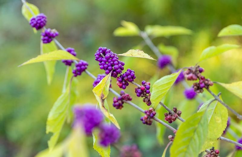 Beautyberry Stands Out With Electric Purple Fall Berries