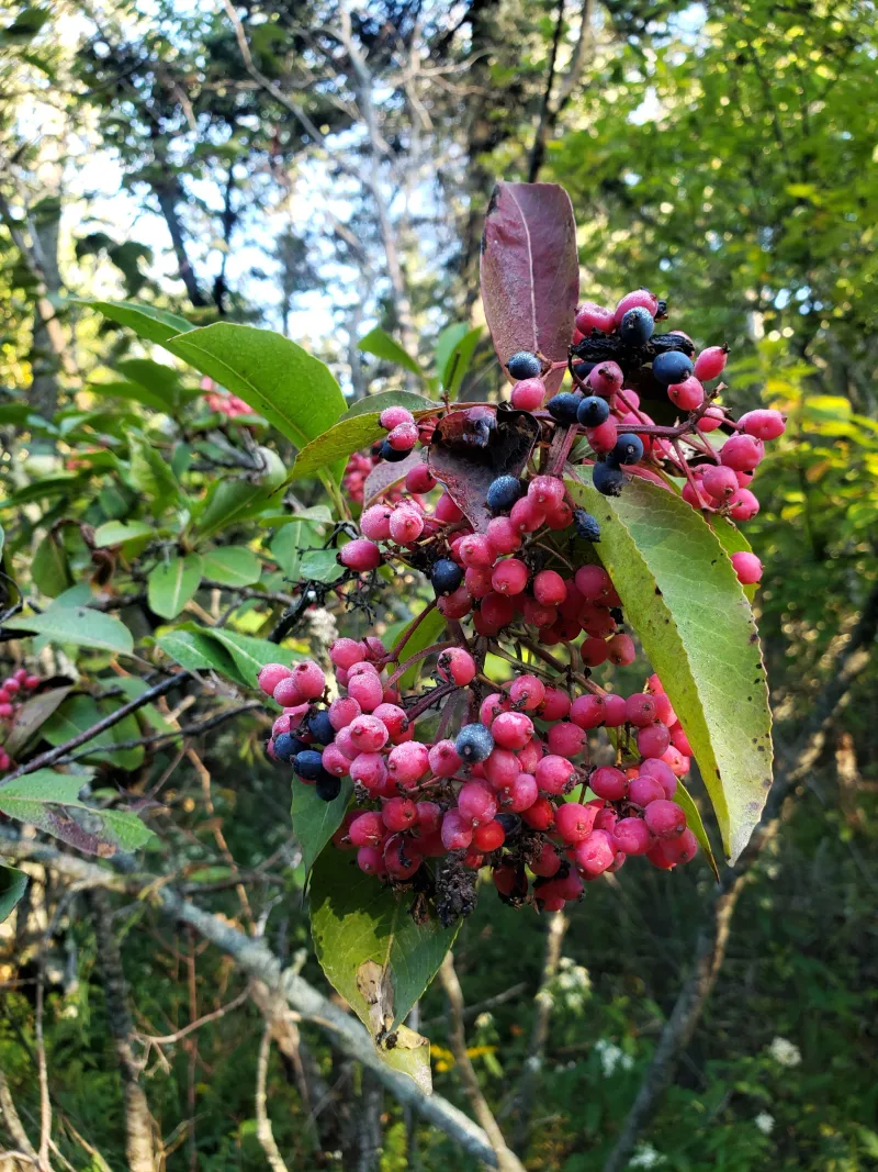 Viburnum Stacks The Seasons In Your Favor