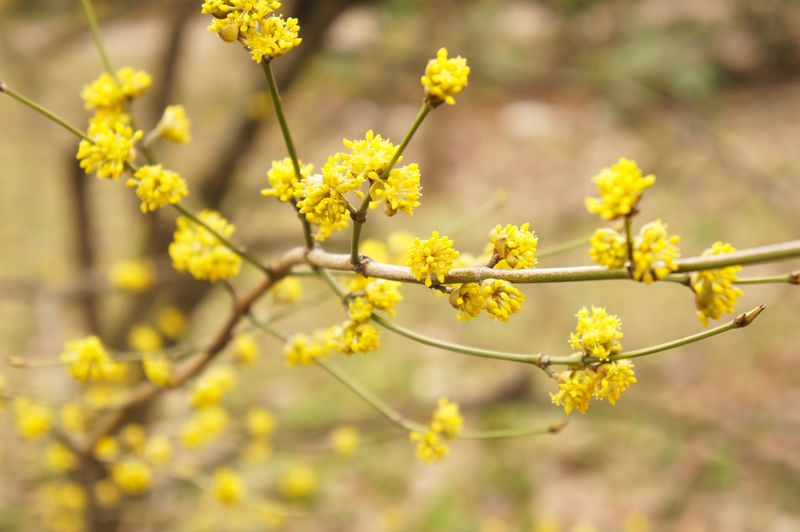 Spicebush With Early Flowers