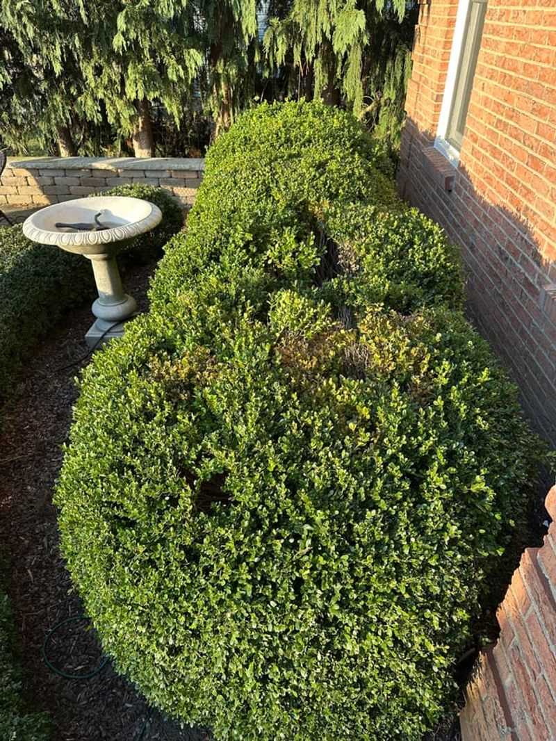 Morning Sun Near Entryways Supports Healthy Growth