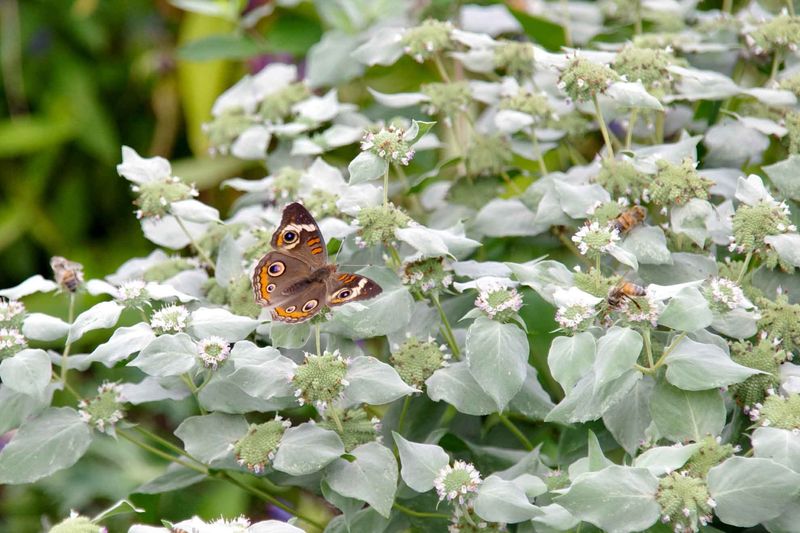 Pollinator Garden With Bee Balm And Mountain Mint