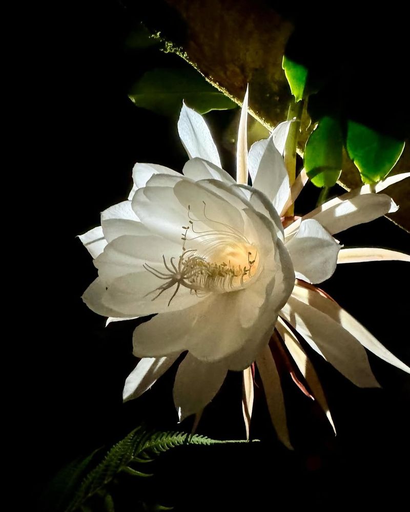 Night-Blooming Cereus (Epiphyllum oxypetalum)