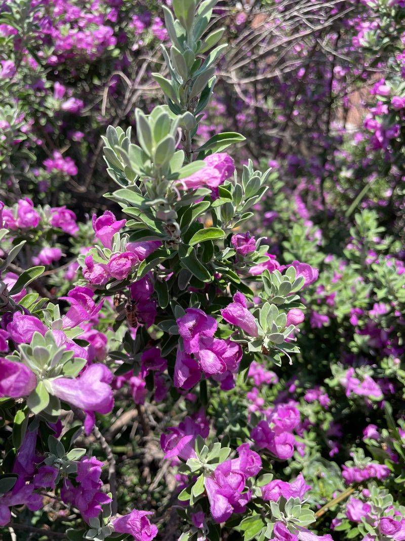Texas Sage Elevates Curb Appeal With Silver Foliage
