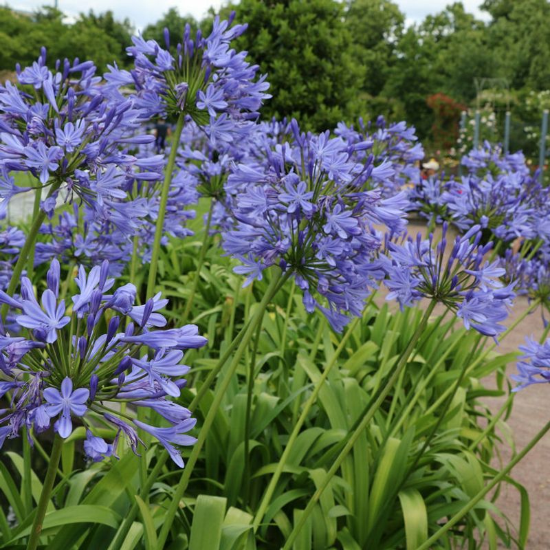 Agapanthus Fading In Florida Heat