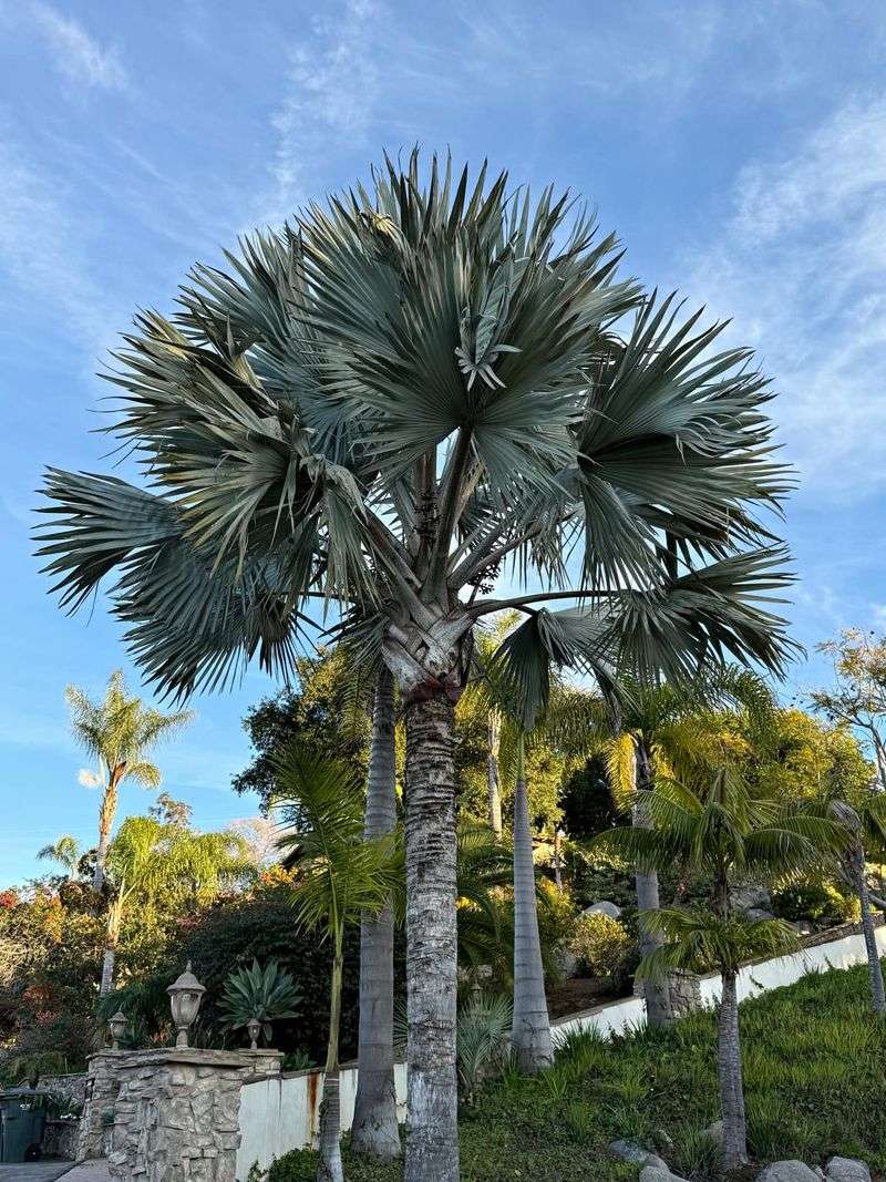 Bismarck Palm Makes A Bold Architectural Statement