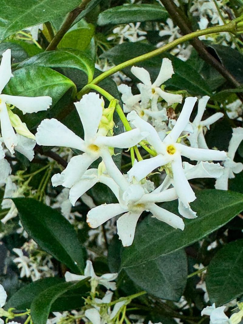 Georgia's Mild Winters Support Reliable Growth