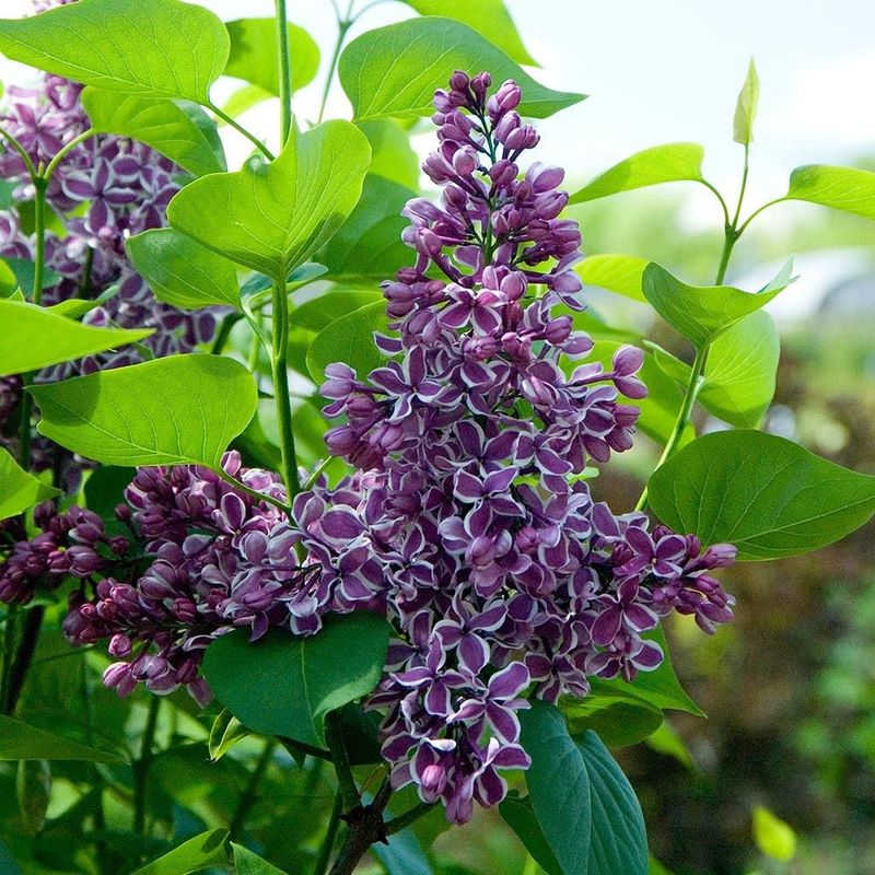 Low Maintenance Kept Lilacs Popular For Generations