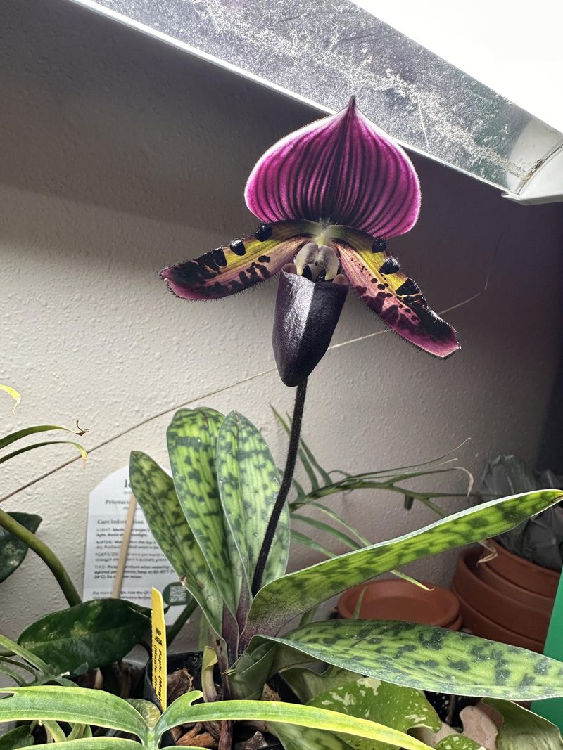 Unique Color Combinations Stand Out With Paphiopedilum