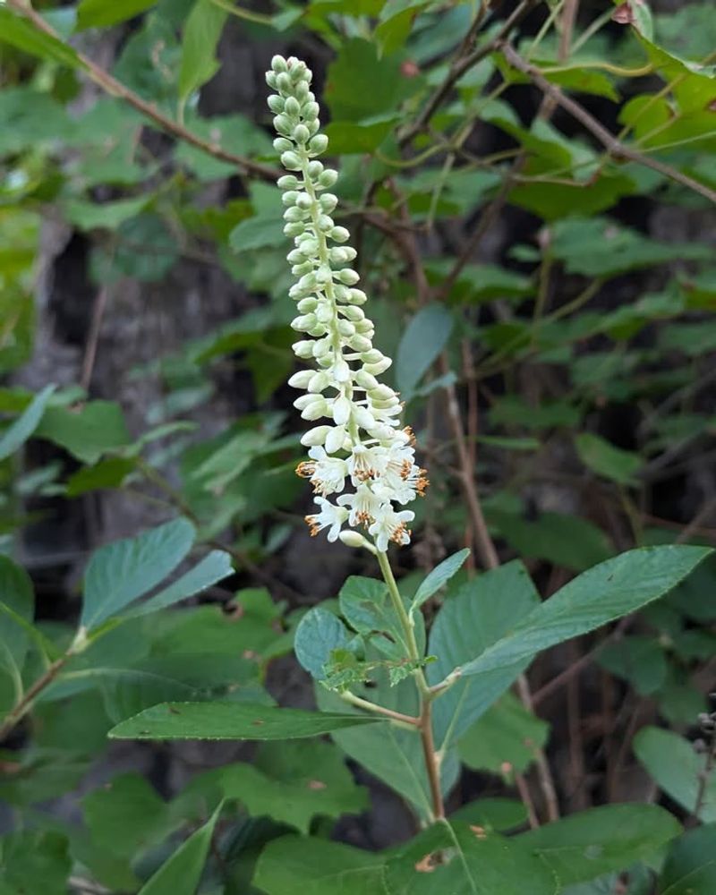 Consistent Shape Keeps Landscapes Looking Intentional