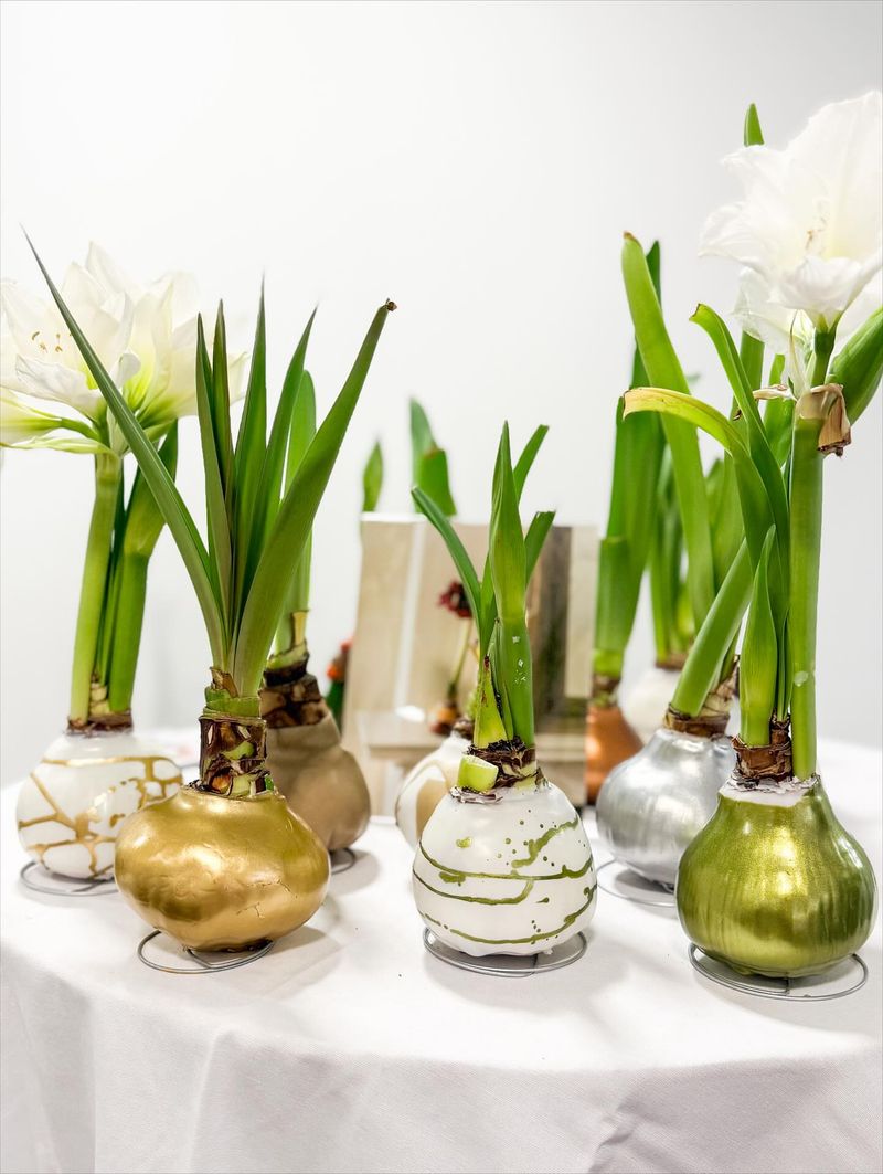 Stunning Amaryllis Bulbs Create Holiday Centerpieces