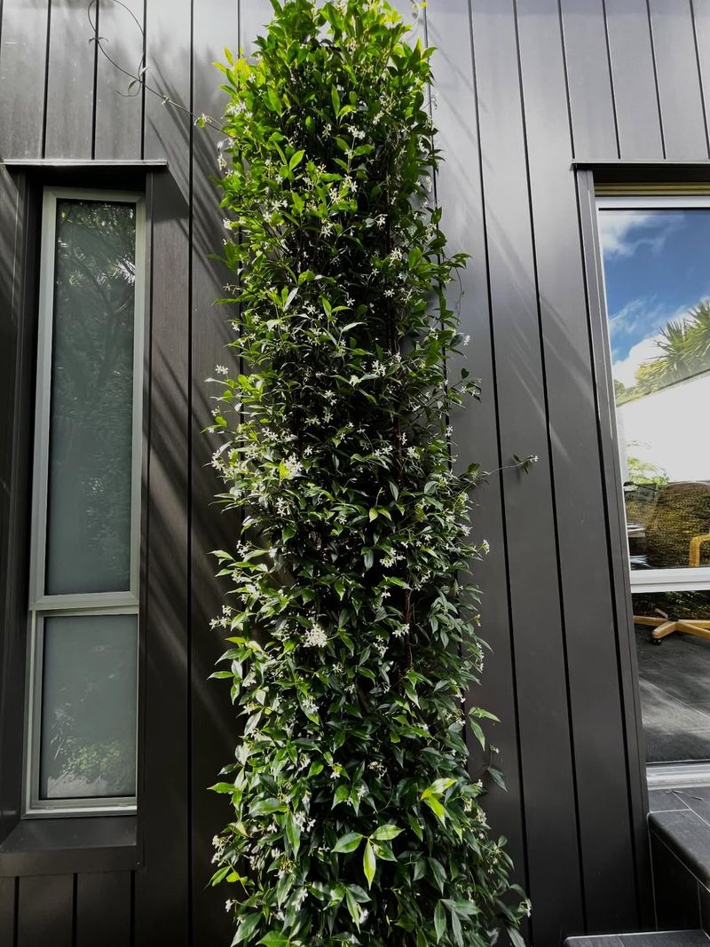 Evergreen Foliage Keeps The Area Polished Year-Round