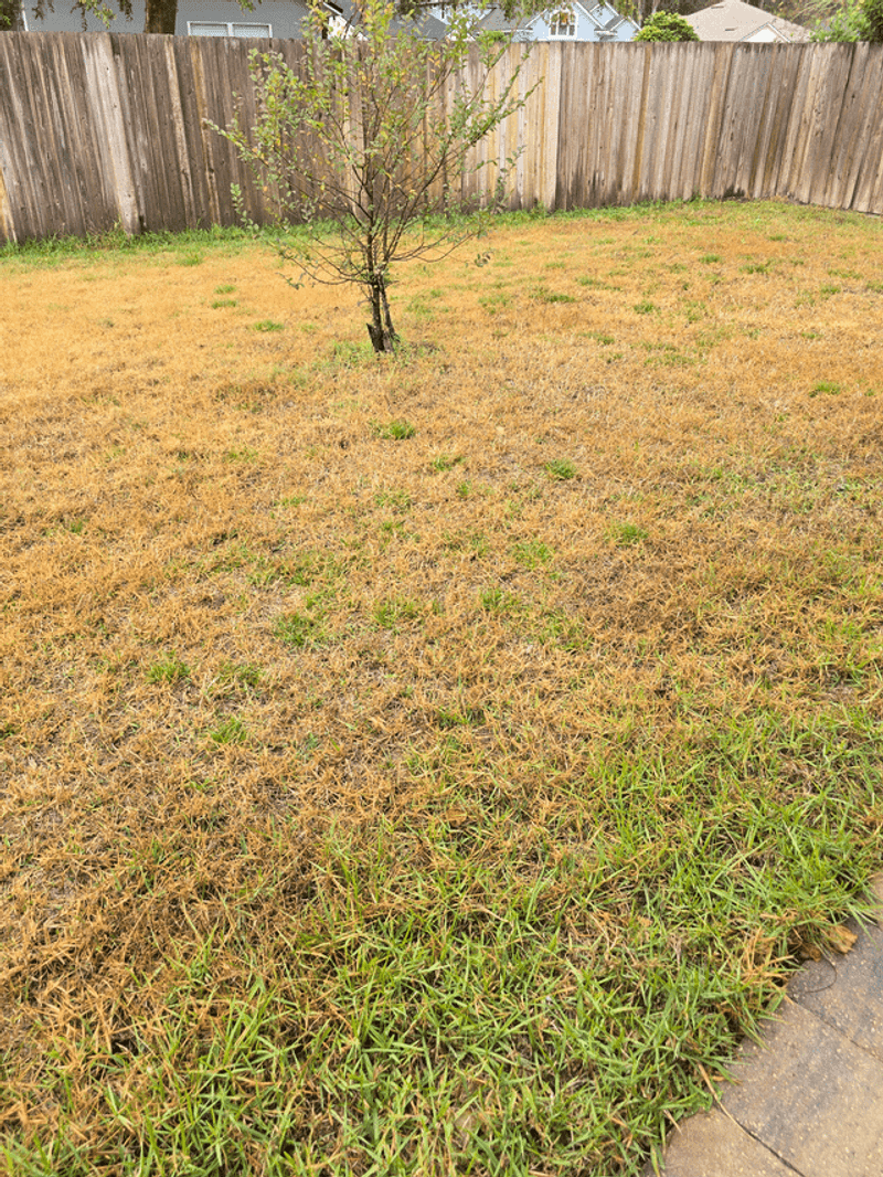 Root Damage Shows Up Long After The Freeze