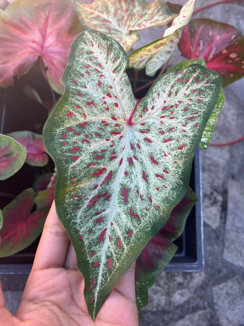 Gingerland Features Bold Green With Pink Veins