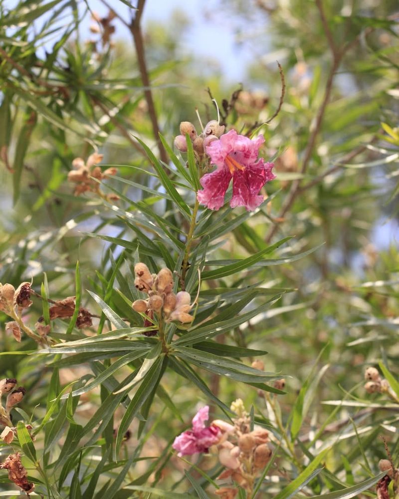 Desert Willow (Chilopsis linearis)