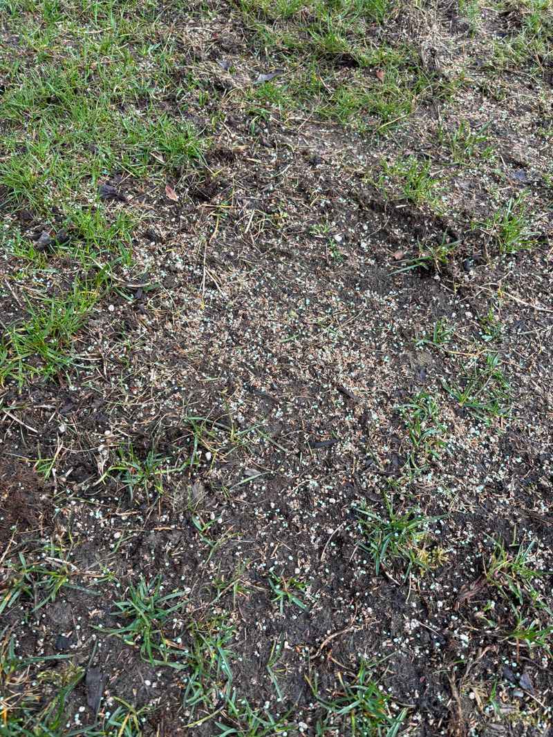 Grass Seeding Stabilizes Bare Patches
