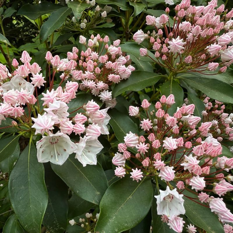 Mountain Laurel Creates Showy Spring Displays