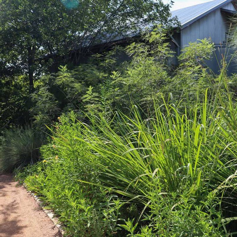 Tall Grass Or Dense Vegetation