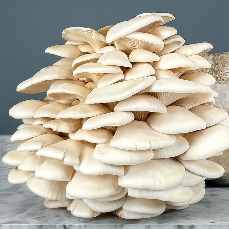 Vertical Growing Maximizes Small Spaces