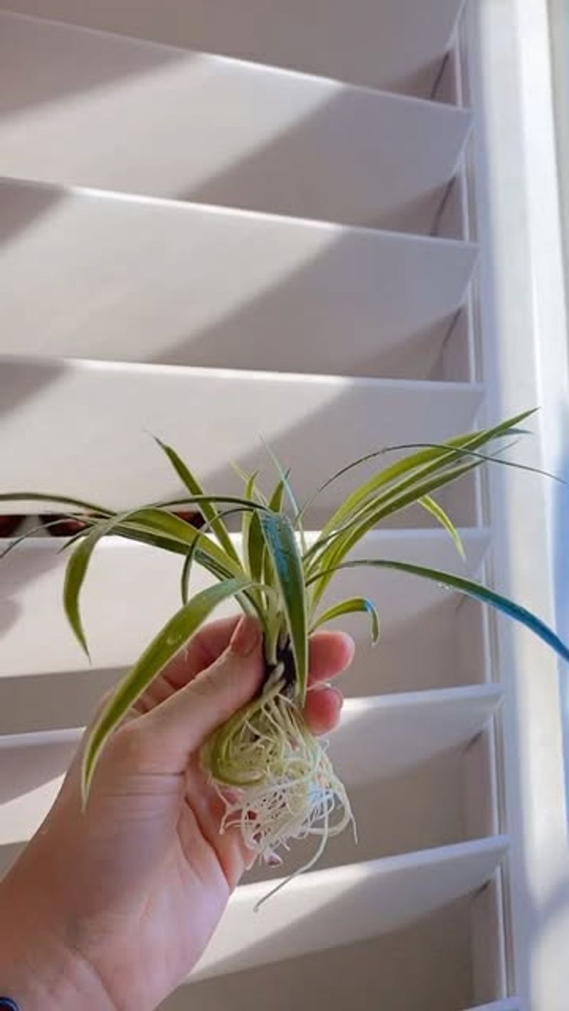 Early Root Length Signals When To Pot Up