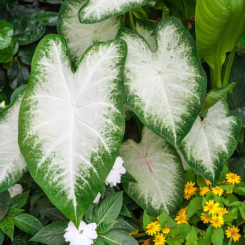 Aaron A Large White Leaf Variety With Strong Garden Presence