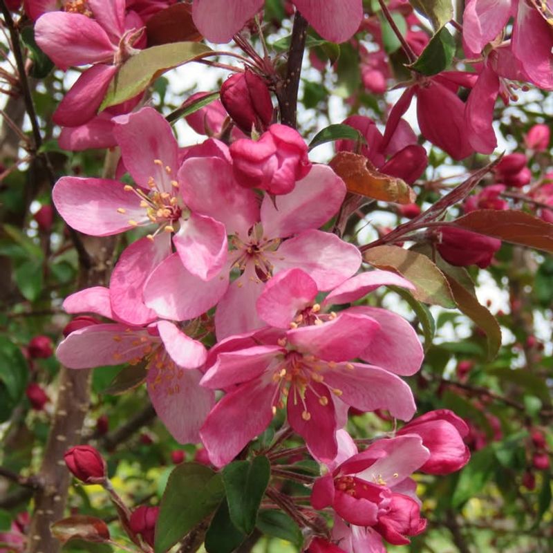 Flowering Crabapple Combines Spring Show With Summer Comfort