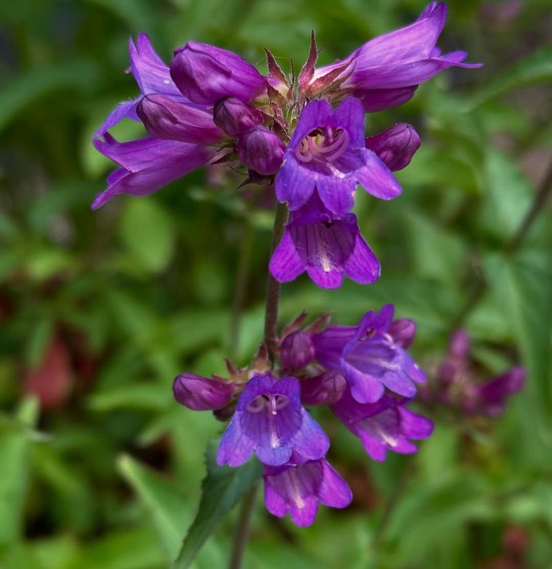 Cascade Penstemon (Penstemon serrulatus)