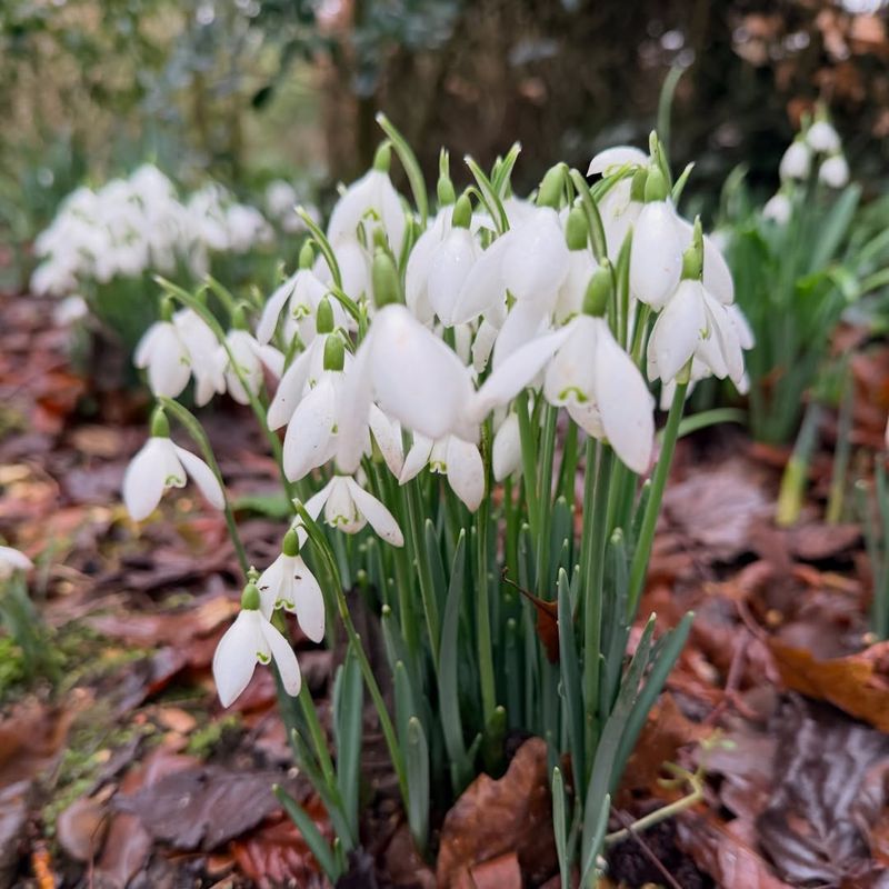 Snowdrops (Galanthus)