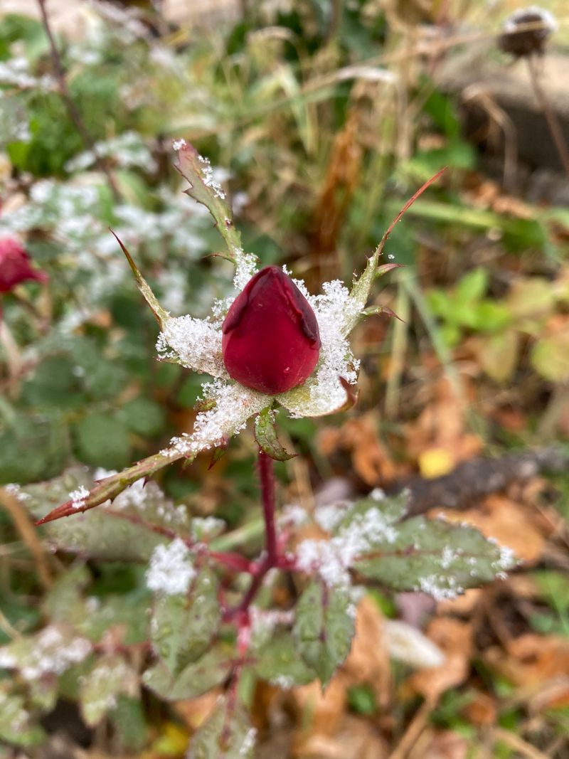 Day Length Increases Trigger Hormonal Changes