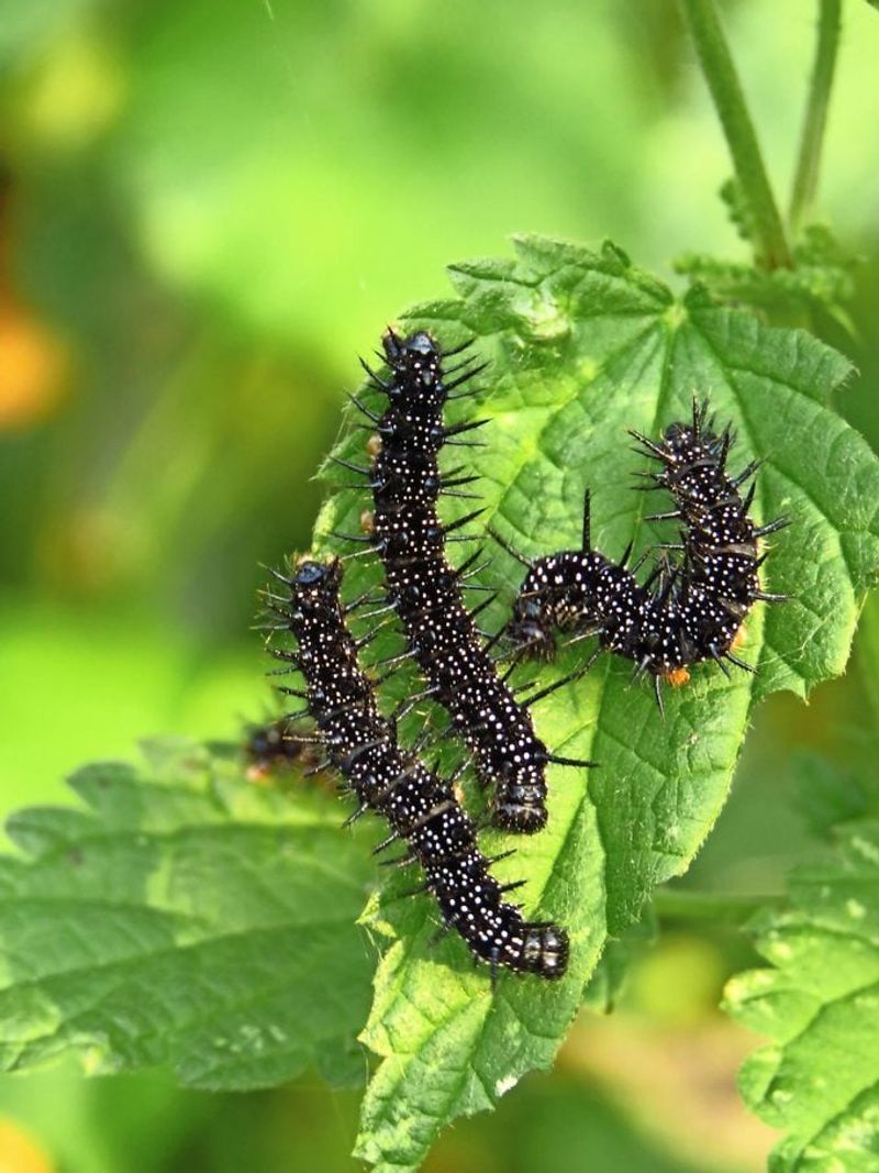 False Nettle Shelters Red Admiral Caterpillars