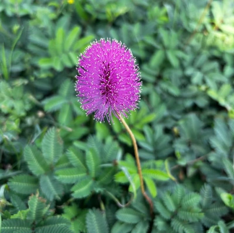 Sunshine Mimosa Tough Low Growing Survivor