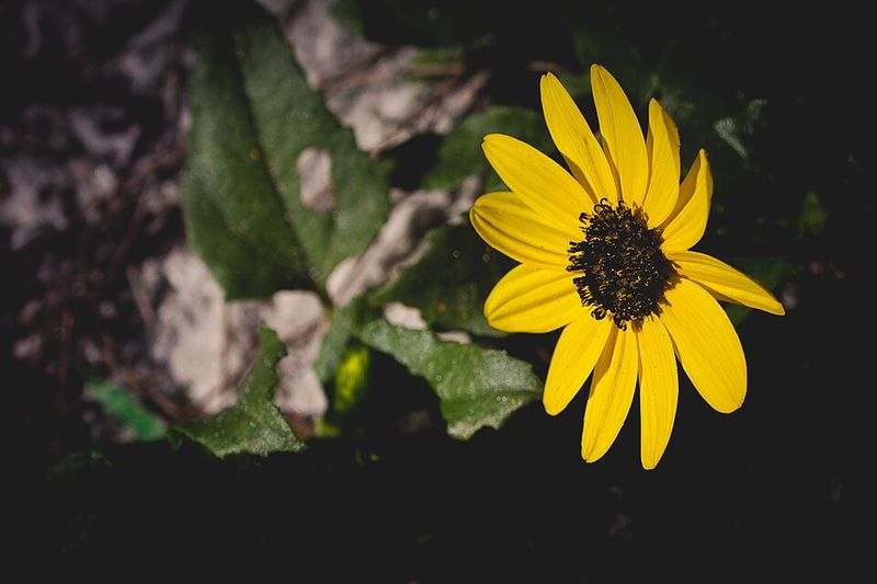 Beach Sunflower: Sunshine Groundcover Star